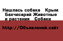 Нашлась собака - Крым, Бахчисарай Животные и растения » Собаки   